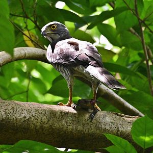 Wild Crested Goshawk (Accipiter trivirgatus)