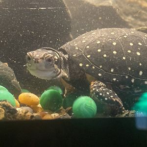 Spotted Turtle