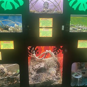 Invertebrate Terrariums