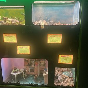 Invertebrate Terrariums