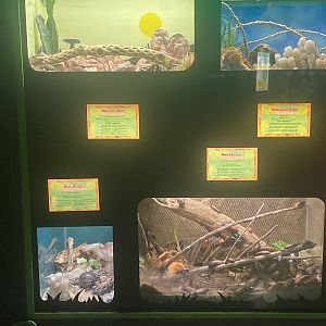 Invertebrate Terrariums