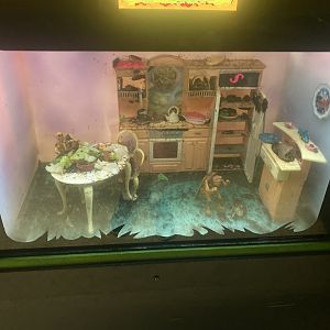 American Cockroach Terrarium