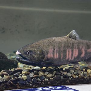 Biwa trout (Oncorhynchus rhodurus)