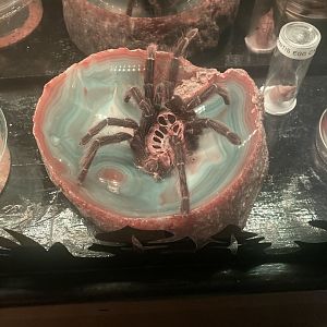 Tarantula Exoskeleton