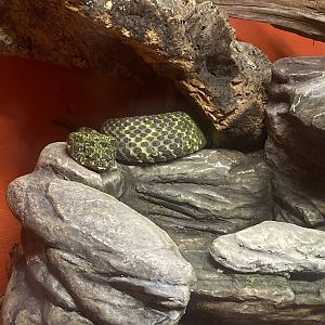 Mangshan Pit Viper