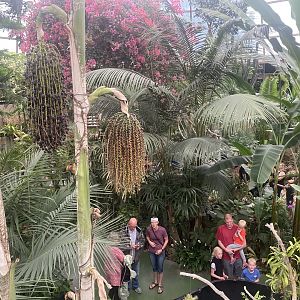 Jungle Dome - Overhead View