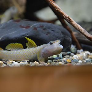 Aobara blue belly goby (Rhinogobius sp. 'BB')