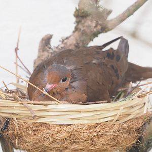 Socorro dove (Zenaida graysoni) on nest in parrot aviary, 2023-07-22