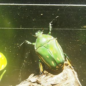 Large beetle species, Reptile house, Zoo Antwerpen, 2023-07-22