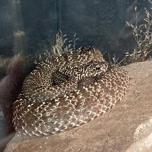 Uracoan Rattlesnake (Crotalus vegrandis)