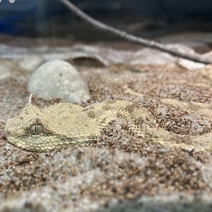 Desert Horned Viper (Cerastes cerastes)