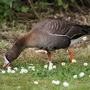 Lesser White-fronted Goose