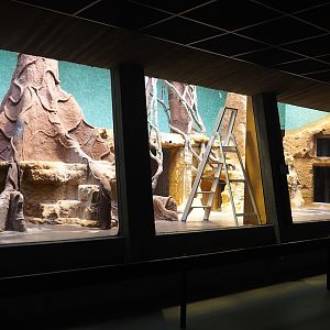 Former Mantled colobus being renovated to become Goodfellow's tree kangaroo exhibit, 2023-07-22