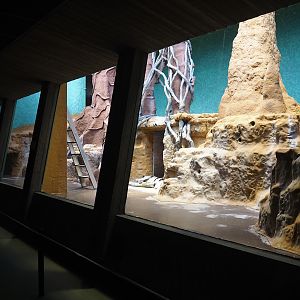 Former Mantled colobus being renovated to become Goodfellow's tree kangaroo exhibit, 2023-07-22