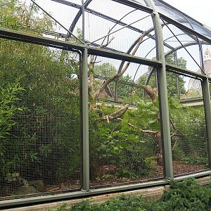 Ecuadorian red-lored amazon and Grey-winged trumpeter aviary (Former African grey parrot and Abyssinian hornbill aviary), 2023-07-22