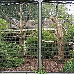 Ecuadorian red-lored amazon and Grey-winged trumpeter aviary (Former African grey parrot and Abyssinian hornbill aviary), 2023-07-22