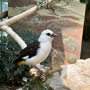 White-Headed Buffalo Weaver (Dinemellia dinemelli)