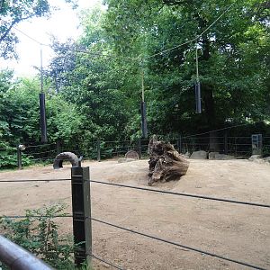 Asian elephant paddock, 2023-07-22