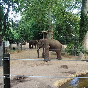 Asian elephant paddock, 2023-07-22