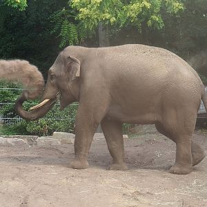 Sand-dusting Asian elephant (Elephas maximus), 2023-07-22