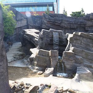 Tajik markhor exhibit (Formerly Mishmi takin exhibit), 2023-07-22