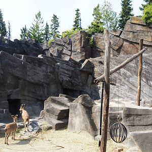 Tajik markhor exhibit (Formerly Mishmi takin exhibit), 2023-07-22
