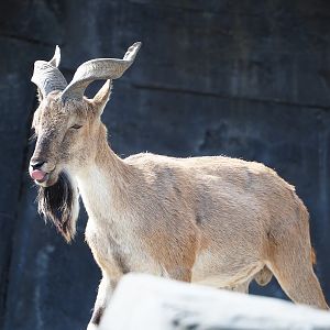 Tajik markhor (Capra falconeri heptneri), 2023-07-22