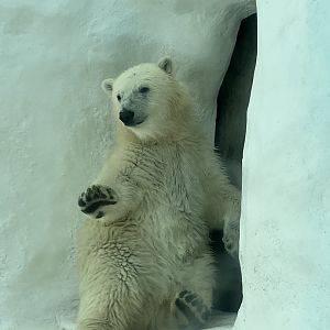 Polar Bear Cub (Ursus Maritimus)