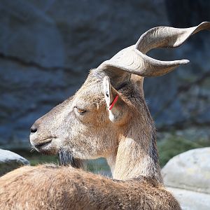 Tajik markhor (Capra falconeri heptneri), 2023-07-22
