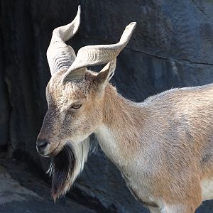 Tajik markhor (Capra falconeri heptneri), 2023-07-22