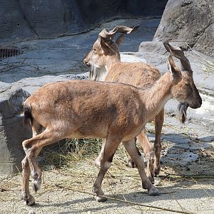 Tajik markhor (Capra falconeri heptneri), 2023-07-22