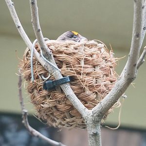 Red-fronted serin (Serinus pusillus) on nest, 2023-07-22
