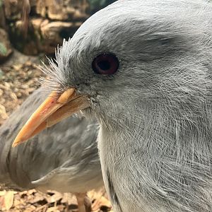 Kagu (Rhynochetos jubatus)