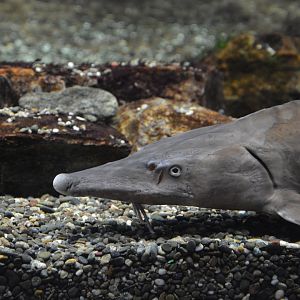 Baikal sturgeon (Acipenser baerii 'baicalensis')