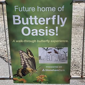 Butterflies Coming Soon