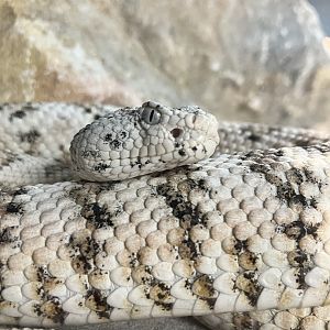 Southwestern Speckled Rattlesnake (Crotalus mitchellii)
