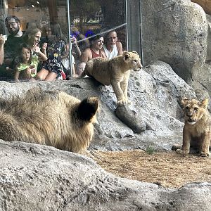 Lion Cubs
