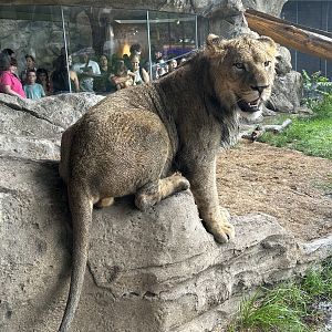 African Lion “Pilipili”