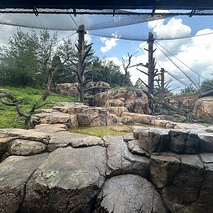 Japanese Macaque Exhibit