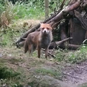 Wild Red Fox in the Badger exhibit