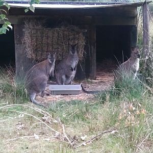 Red necked wallabies