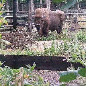 European Bison