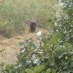 Re-wilded European Bison from lookout platform