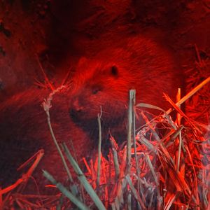 Eurasian Beaver 22/7/23