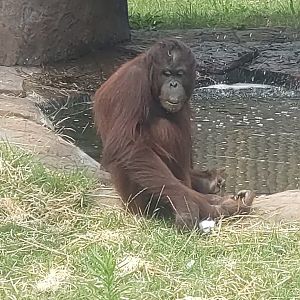 Bornean orangutan 22/7/23