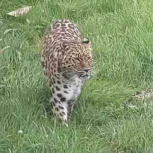 Amur Leopard 22/7/23