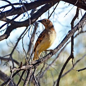 Spotted bowerbird