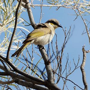 Yellow-plumed honeyeater