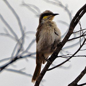 Yellow-plumed honeyeater 1