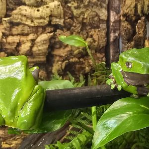 Front and back - Phyllomedusa bicolor